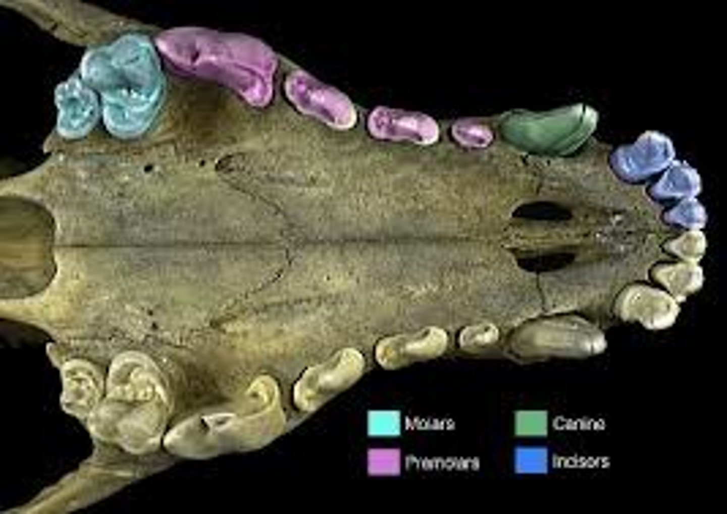 <p>All teeth are different</p><p>Incisors, Canines, Premolars, molars</p>