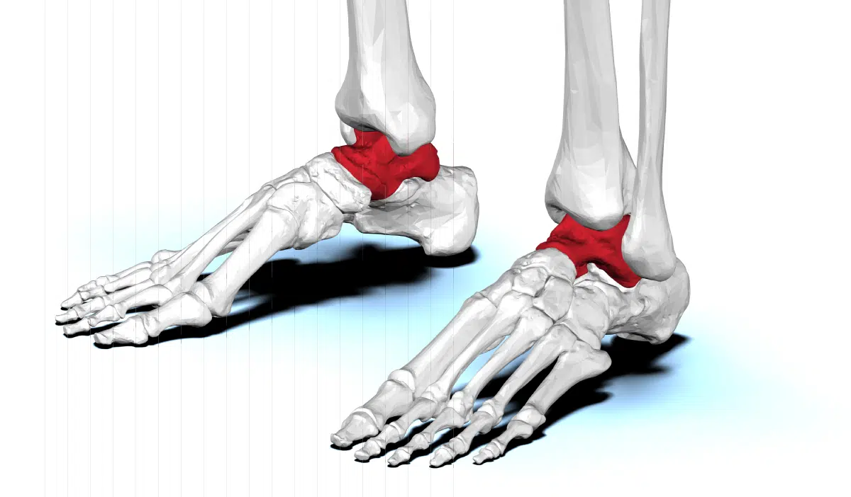 <p>the large bone in the ankle that articulates with the tibia of the leg and the calcaneum and navicular bone of the foot</p>