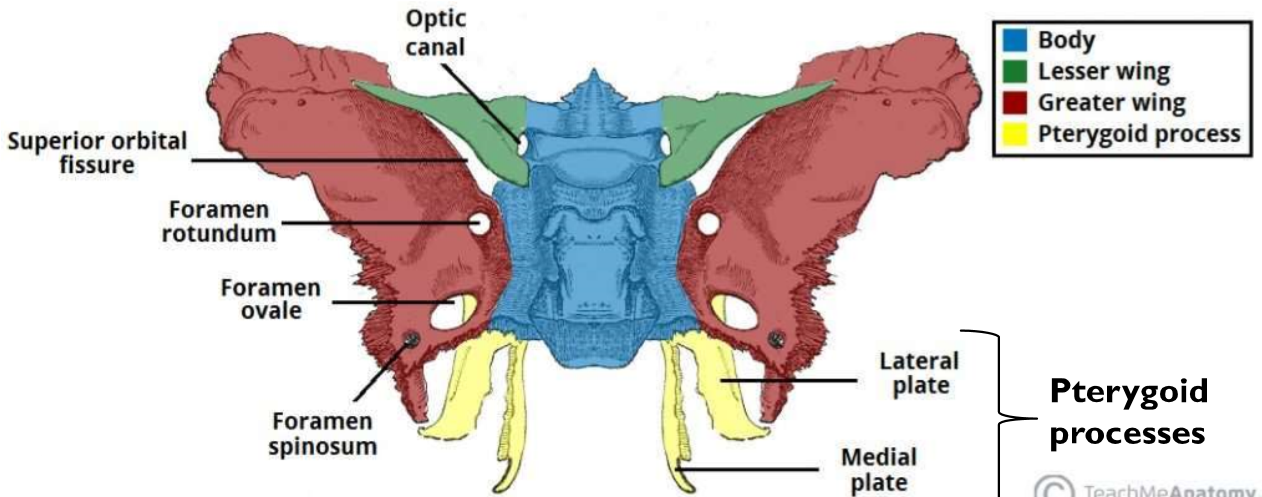 <ul><li><p>form part of the cranial floor</p></li><li><p>lateral portion visible externally on skull</p></li></ul>