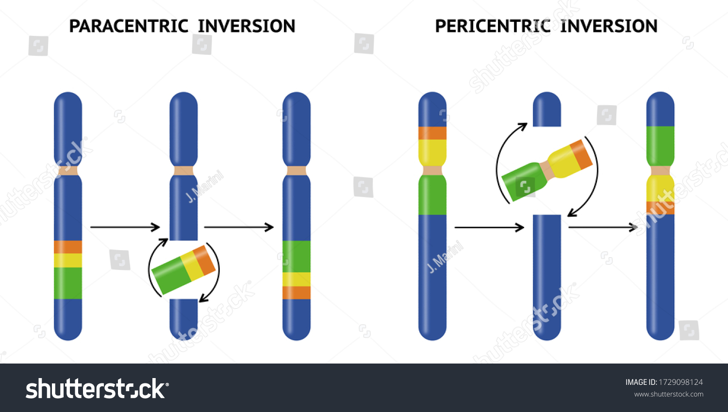 <p>segment does not contain centromere</p>