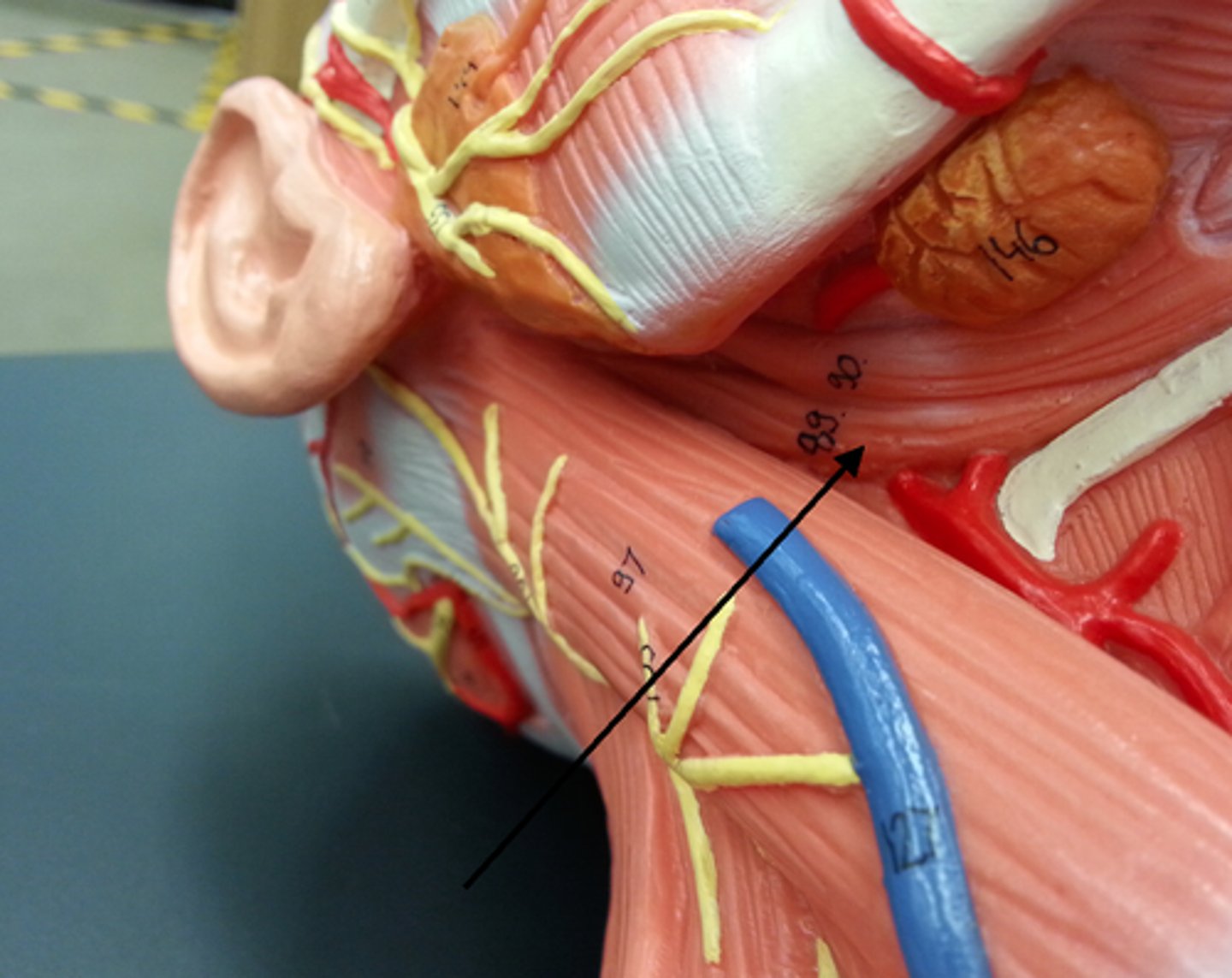<p>Elevates, protracts, retracts hyoid; opens mandible</p>