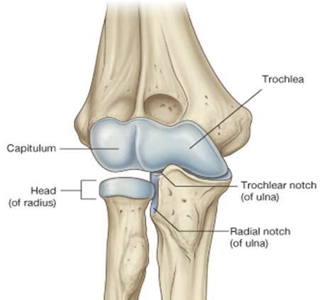 <p>greater and lesser tuercle of humerus </p>