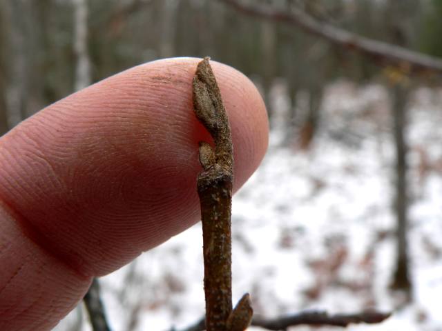 Blade: large, rounded, dark green leaves, larger serrations
Reproductive: light brown-yellow, looks crooked (deer foot), fruit in groups of three
Bark: multi-stemmed, smooth and lighter grey, can get quite stout