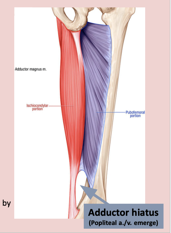 <p>‘hamstring’ attachments </p>