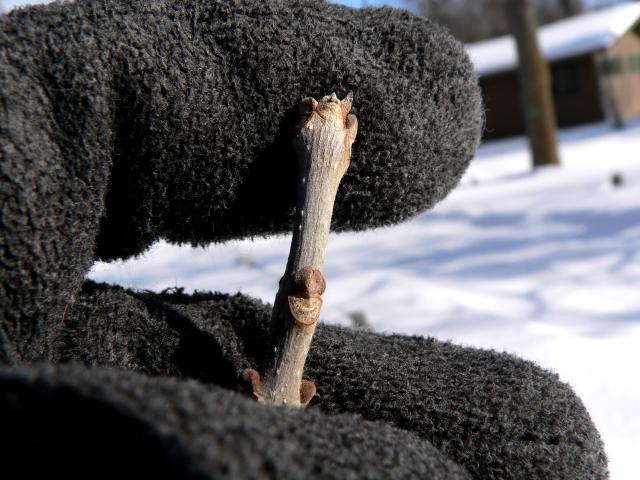 compound, opposite, 5-7 leaflets, elliptical serrated, green underside

diamond patterned bark

yellow fall color, single winged samara

petiole is non-existent

hard fuzzy bud

can’t be an urban tree

river flood plain tree