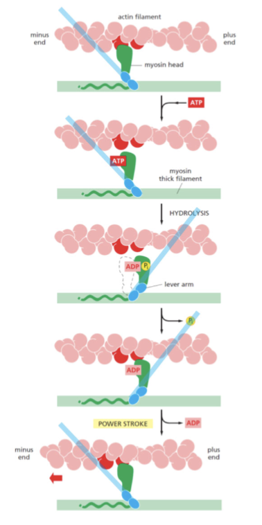 <p>1) Myosin II binds F-actin</p><p>2) ATP binds myosins II, causes release from F-actin</p><p>3) Hydrolysis of ATP to ADP drives conformational change in myosin II head - moves in “forward” direction (phosphate transiently attached to myosin)</p><p>4) De-phosphorylation (loss of phosphate) allows myosin II to bind F-actin</p><p>5) Release of ADP allows myosin II power stroke: myosin II and F-actin move “backward”</p><p>[Repeat]</p>