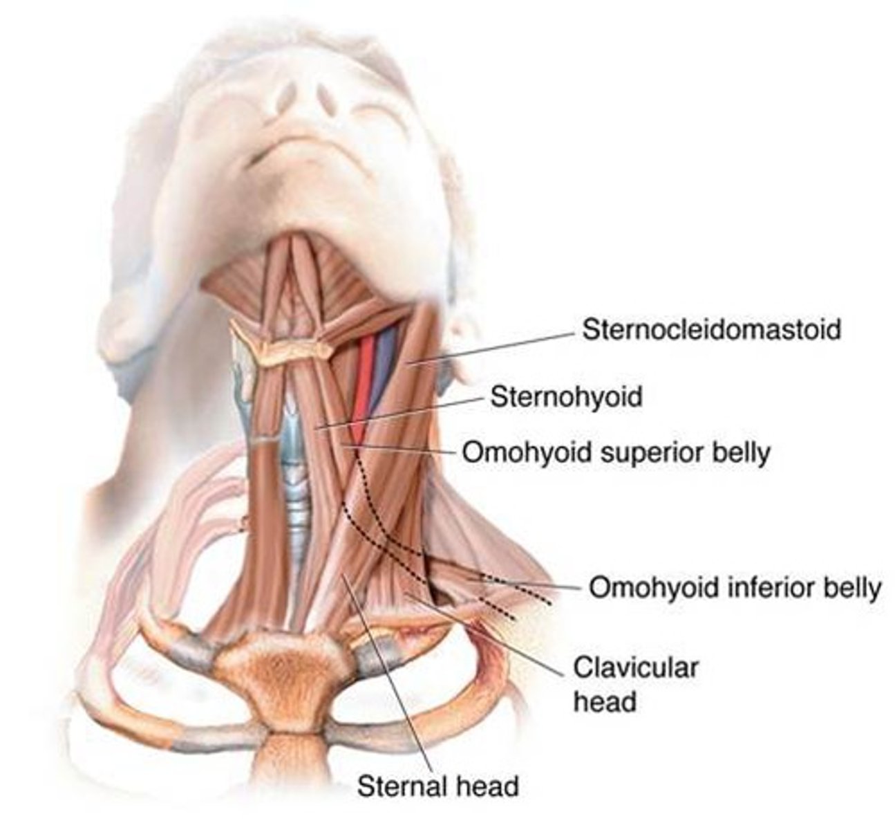<p>where: attached at one end of the cartilage of the larynx and to a bony structure outside the larynx</p><p>what: move the larynx as a whole</p><p>role: swallowing</p>