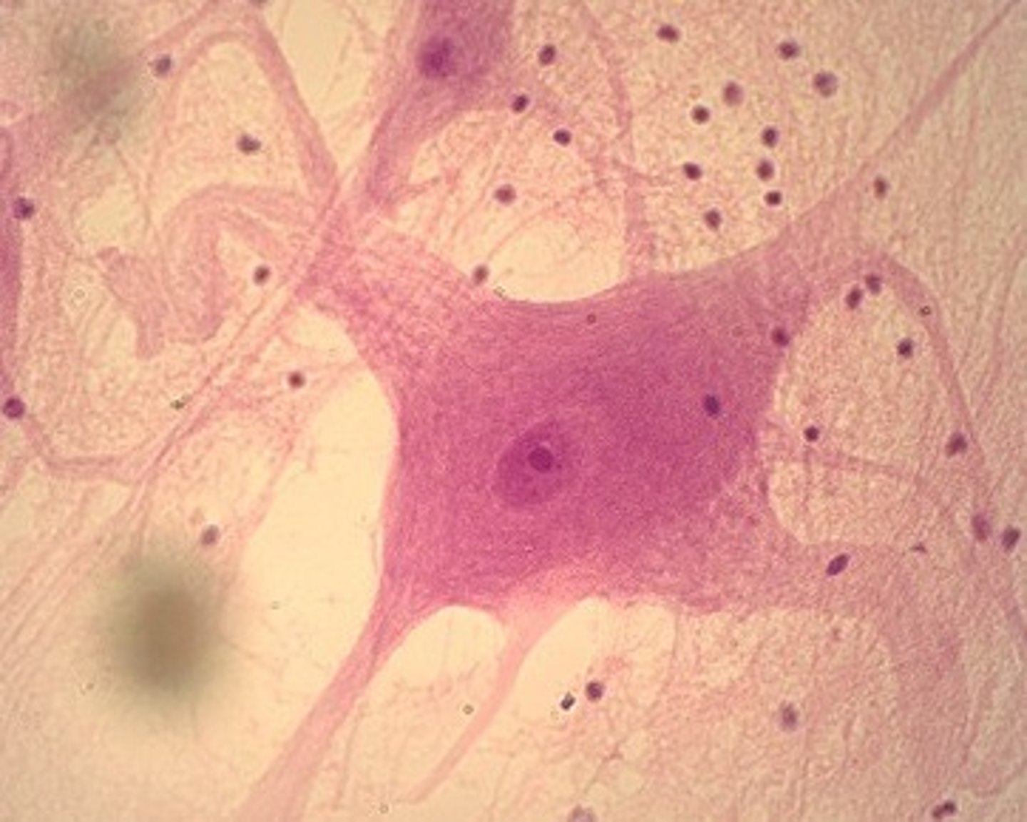 <p>identify this tissue</p>