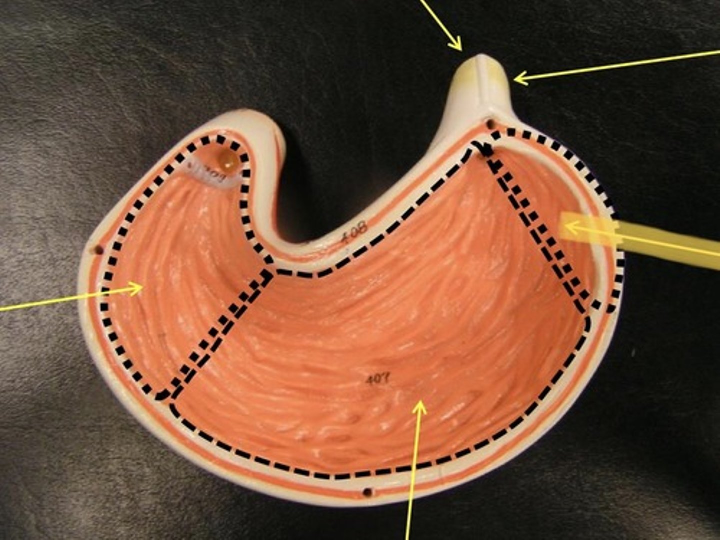 knowt flashcard image