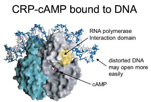 <p><span style="color: green;"><strong>distorted DNA which may open more, </strong></span><strong>enhances the binding of RNAP to the promoter, facilitating the initiation of transcription</strong></p><img src="https://knowt-user-attachments.s3.amazonaws.com/80229410-f0fe-43bd-a953-7d840c335f23.png" data-width="75%" data-align="center"><p></p>