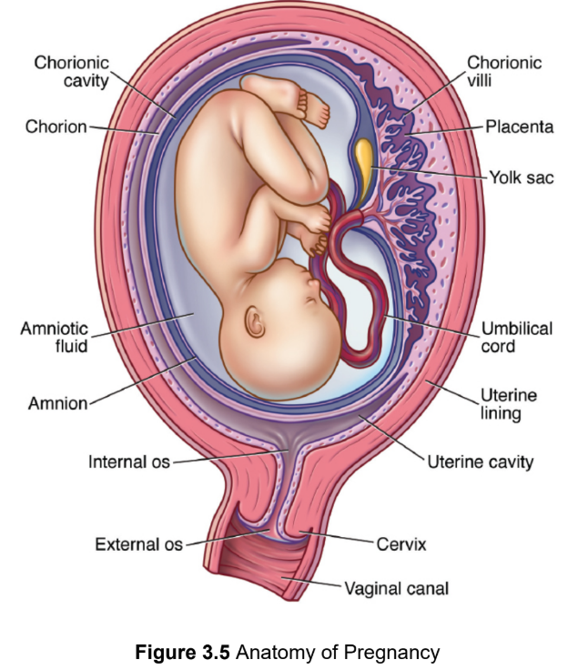 <p>a thin, tough membrane filled with amniotic fluid that acts as a shock absorber and contains fetal cells that can be examined for chromosomal abnormalities as well as sex determination</p>