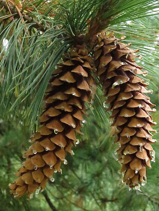 <p>4 needles per fasicle, 2-3 inch needle, large cones</p>