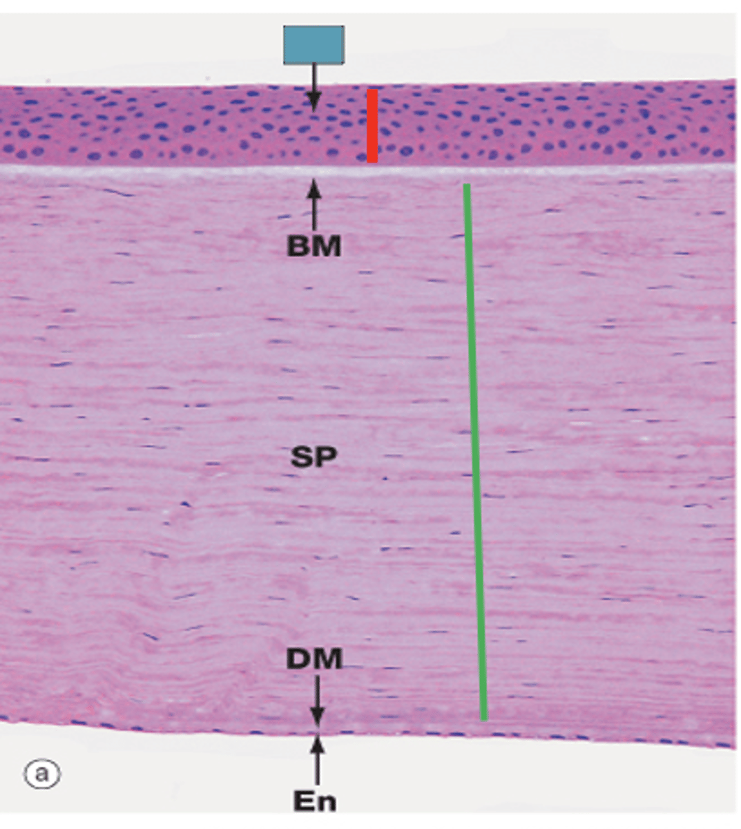 <p>Identify the layer of the cornea</p>