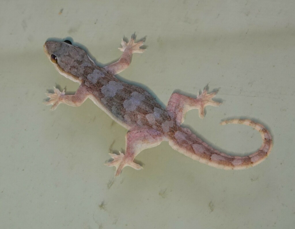 <p>Flat-tailed House Gecko, native to SE Asia, live throughout FL, toe pads have multiple pads and claws, tails have narrow base and sides have fringe</p>