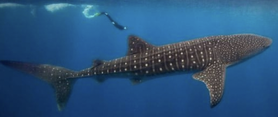 <p>It’s a whale shark!</p><ul><li><p>Large, filter feeding, checkered color pattern, humpback, lunate tail</p></li><li><p>Largest fish in world</p></li><li><p>Range: Circumtropical</p></li><li><p>Diet: plankton</p></li><li><p>Threats: harvest, bycatch, vessel strikes</p></li><li><p>Viviparous: Age at Maturity: 17 (M), 19-22 (F)</p></li><li><p>Remigration Interval: 2- 7 years, Clutch Frequency: 3 - 7 years</p></li><li><p><strong>IUCN status: Endangered</strong></p></li></ul><p></p>