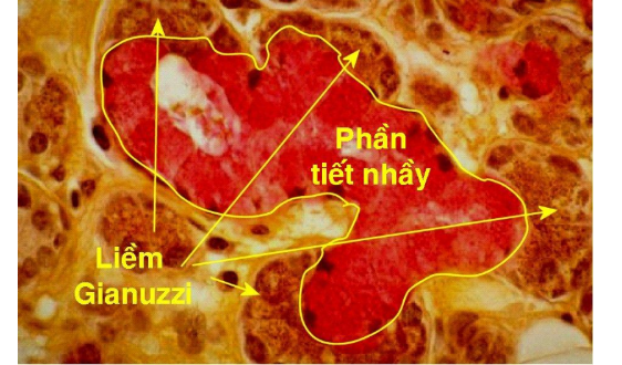 <p>Gặp ở một số tuyến nước bọt.</p><p>Chủ yếu tạo bởi tế bào tiết nhầy </p><p>Các tế bào tiết nước liên kết thành các liềm bán nguyệt bao quan tế bào tiết nhầy(liềm gianuzzi)</p>