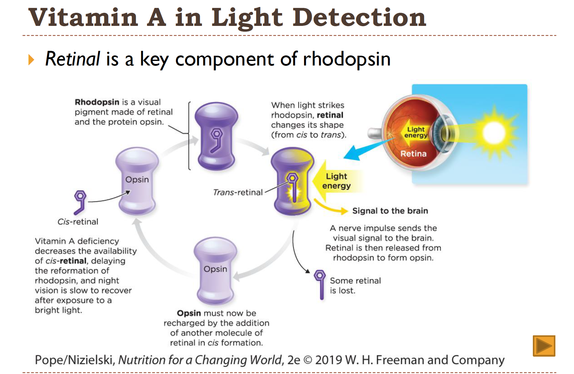 <ul><li><p>retinal is a key component of rhodopsin!&nbsp;</p></li><li><p class="p2"><u>Rhodopsin-</u></p><ul><li><p class="p2">Detects the light in our eyes</p></li><li><p class="p2">The visual pigment that is formed when cis-retinal binds to Opsin (a protien)&nbsp;</p></li></ul></li><li><p class="p2">Vit A helps convert the light into nerve impulses, which tell the brain what we’re seeing!&nbsp;</p></li><li><p class="p2">The rods in our retina allow us to see in low light</p></li></ul><p></p>