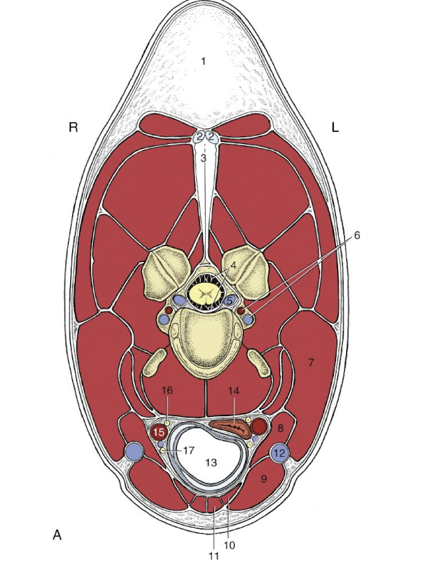 <ol start="12"><li><p>jugular vein&nbsp;</p></li><li><p>trachea&nbsp;</p></li><li><p>common carotid artery&nbsp;</p></li><li><p>vago-sympathetic trunk&nbsp;</p></li><li><p>recurrent laryngeal nerve&nbsp;</p></li></ol><p></p>