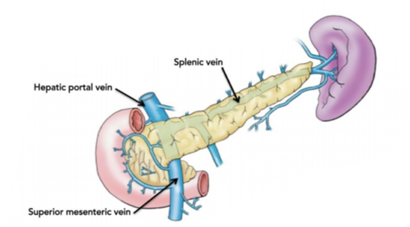 <p>The portal veins pass through the pancreas in order to give it signals regarding food intake so that it knows what hormones to produce.</p>