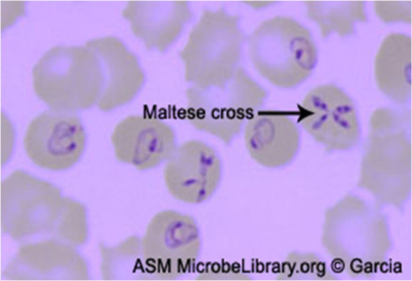<p>Maltese cross</p>
