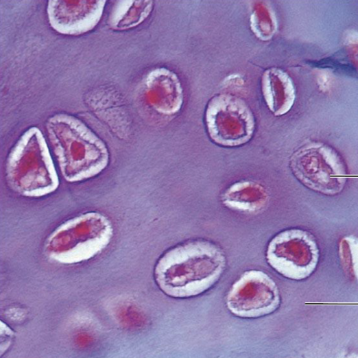 <ol><li><p><strong>Name the tissue type</strong></p></li><li><p><strong>Name the cell type</strong></p></li><li><p><strong>Know where it is found in the body</strong></p></li><li><p><strong>Know its structure </strong></p></li></ol><p></p>