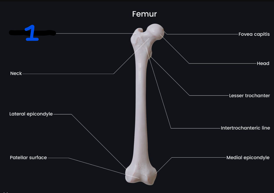 <p><span style="font-family: Arial, sans-serif">Name the bone marking found at 1:</span></p>