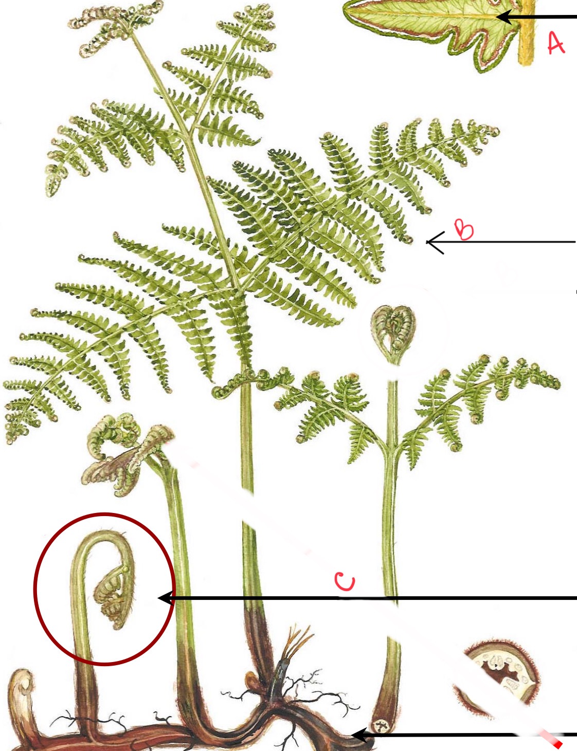 <p>Identify the organism and the structures indicated</p>