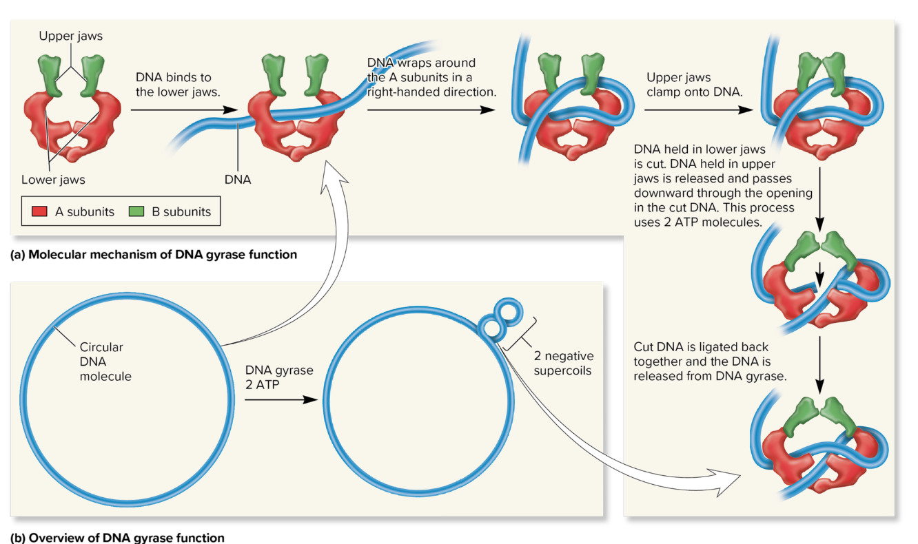 <p>DNA Gyrase </p>