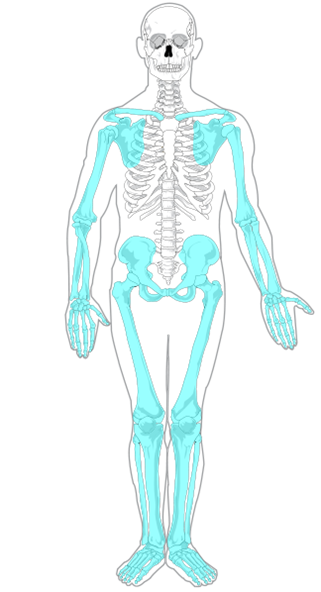 <p>upper limb + lower limb</p>