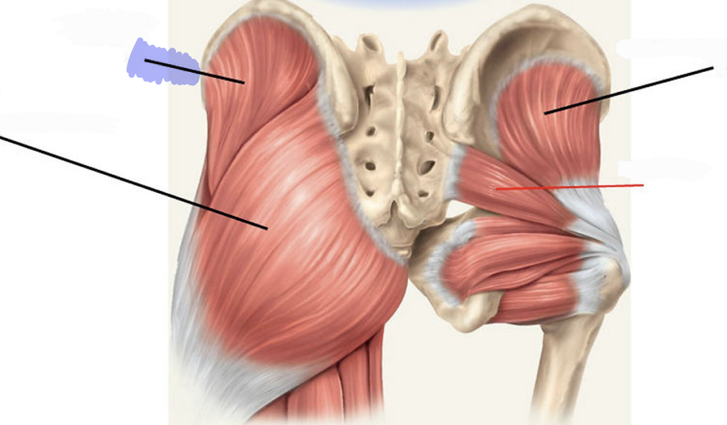 <p>ABducts and medially rotates hip (femur); stabilize pelvis</p>