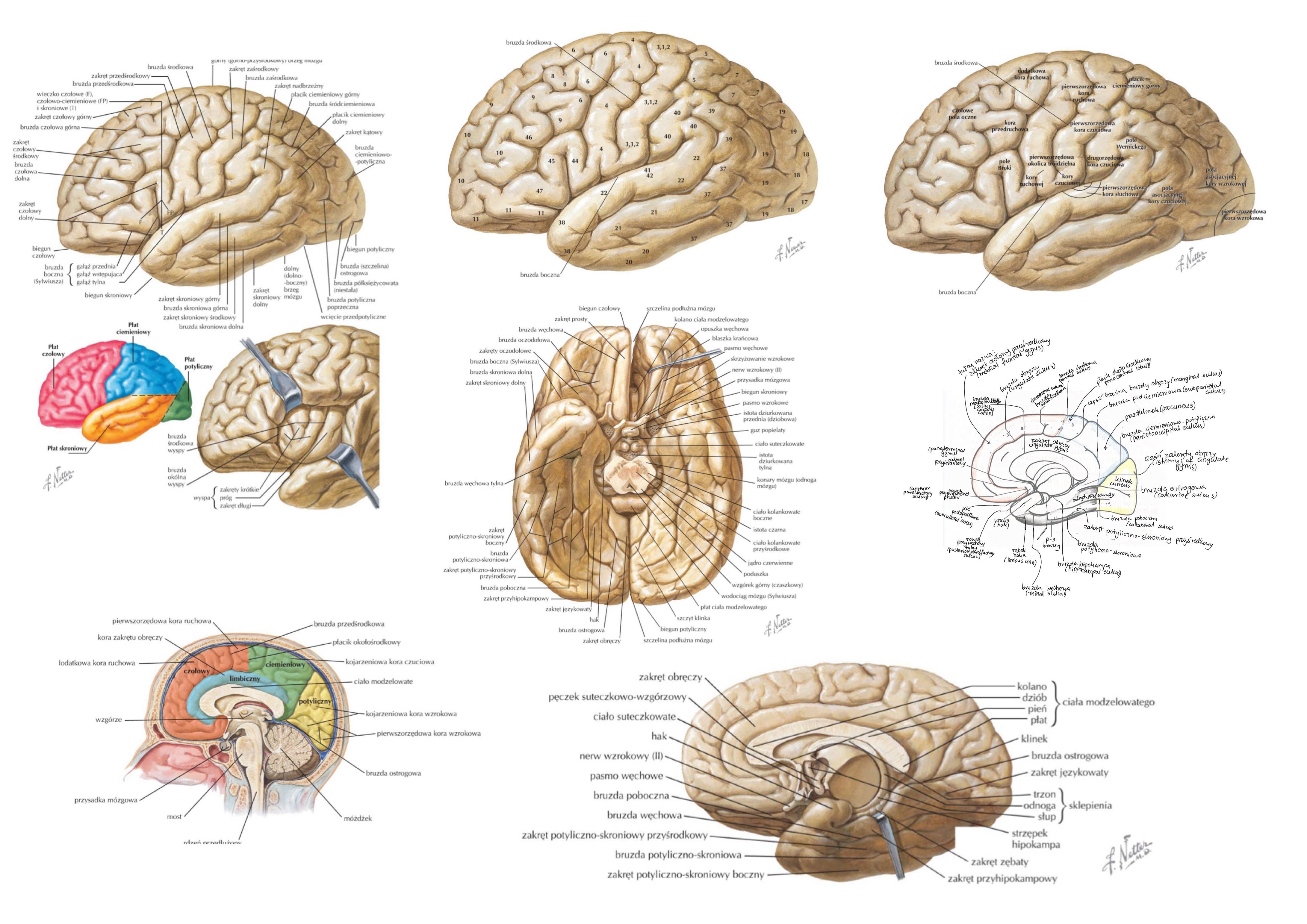 <ul><li><p>na pow. przyśrokowej bruzda ciemieniowo-potyliczna (parietooccipital sulcus)</p></li><li><p>na pow. górno-bocznej wcięcie przedpotyliczne (preoccipital notch) i górny odcinek bruzdy ciemieniowo-potylicznej</p></li></ul>