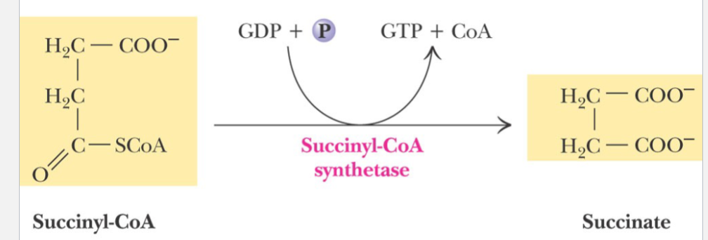 <p>Reaction is near equilibrium</p><p>involves intermediate phosphorylation of the enzyme at a <strong>histidine </strong>residue</p><p>drive GTP synthesis</p>