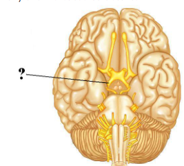 <p><span>Identify the indicated structure.</span></p>