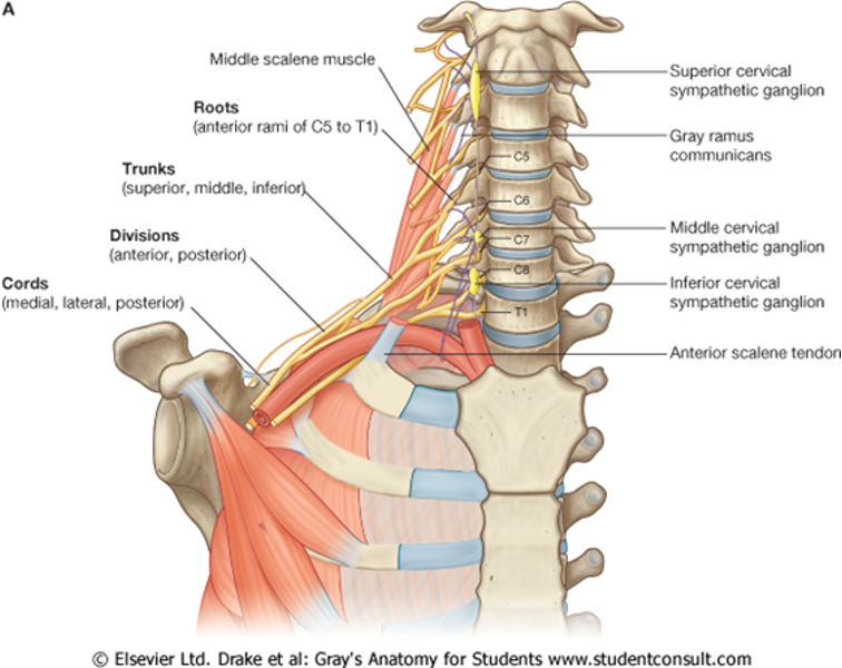 <p>Main nerve supple to upper limbs and is subdivided into <mark data-color="yellow" style="background-color: yellow; color: inherit">roots, trunks</mark>, divisions, cords, and branches</p>