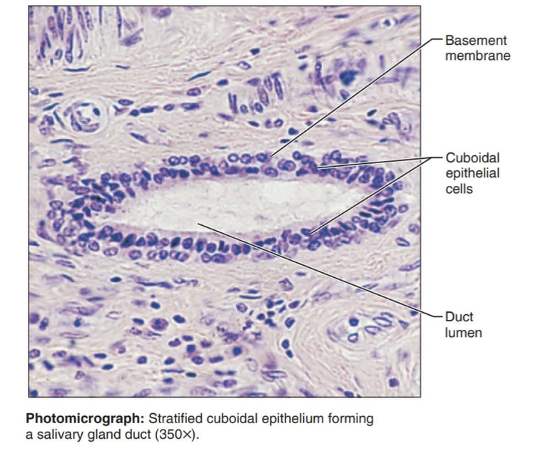 <p>Function: protection</p><p></p><p>Location: Largest ducts of sweat glands, mammary glands, and salivary glands.</p>