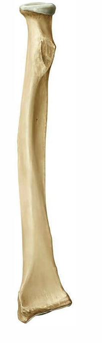 <p>Long bones</p>