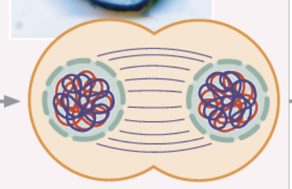 <ul><li><p>chromosomes arrive at the spindle poles</p></li><li><p>homologous chromosomes are now considered sister chromatids</p></li><li><p>cytoplasm divides</p></li><li><p>haploid (n) 46</p></li></ul><p></p>