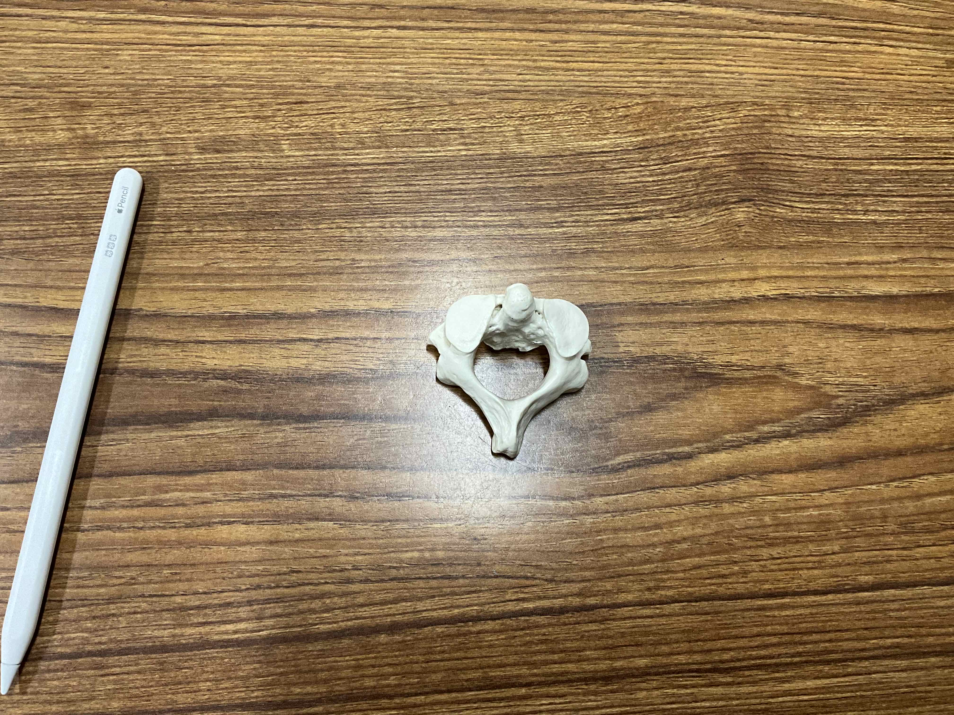 <p>name this bone (specifc)</p>