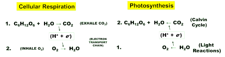 <p>1.Cellular Respiration harvests high energy electrons from sugar and shuttles them to the electron transport chain to drive ATP synthesis.</p><p>2.sunlight energizes electrons and they are shuttled to a process that creates sugar.</p>