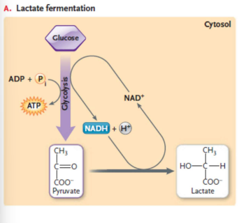 <p>Many bacteria can do fermentation instead of oxidative respiration because they live in nearly __ glucose environments.</p>