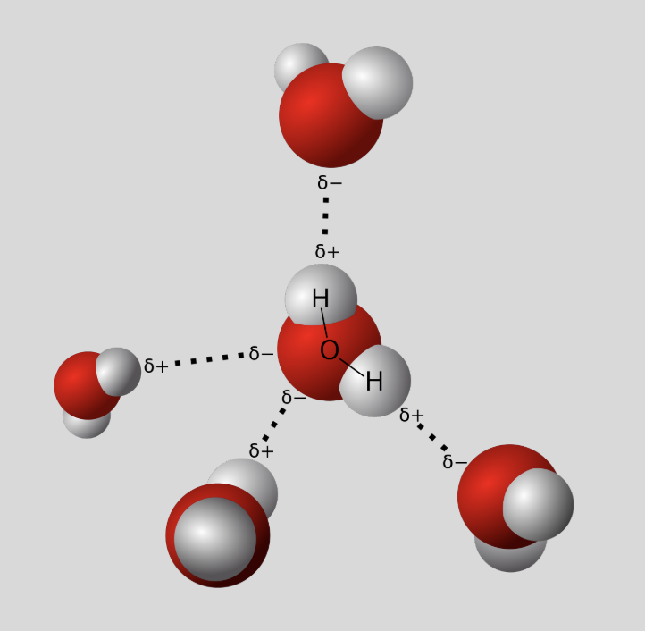 <ul><li><p>weak bonds resulting from electrostatic attraction b/w molecules</p></li><li><p>direct result of polarity of water</p></li></ul>