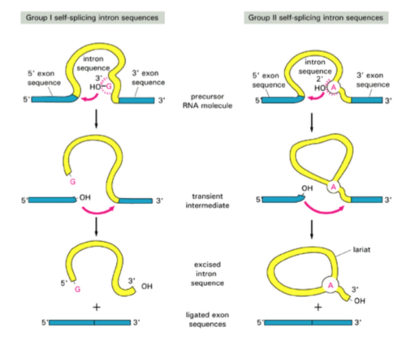 <p>Eukaryotic specific. like group II image.</p><p>1. 2'-OH in adenine (called the</p><p>branch-point) attacks the 5'</p><p>splice site, breaking the</p><p>sugar-phosphate backbone</p><p>2. It becomes covalently attached</p><p>to intron adenine</p><p>3. Frees a 3'-OH end of exon</p><p>reacts with start of next exon</p><p>joining the pieces together</p><p>4. The intron is released as a lariat</p><p>structure</p>
