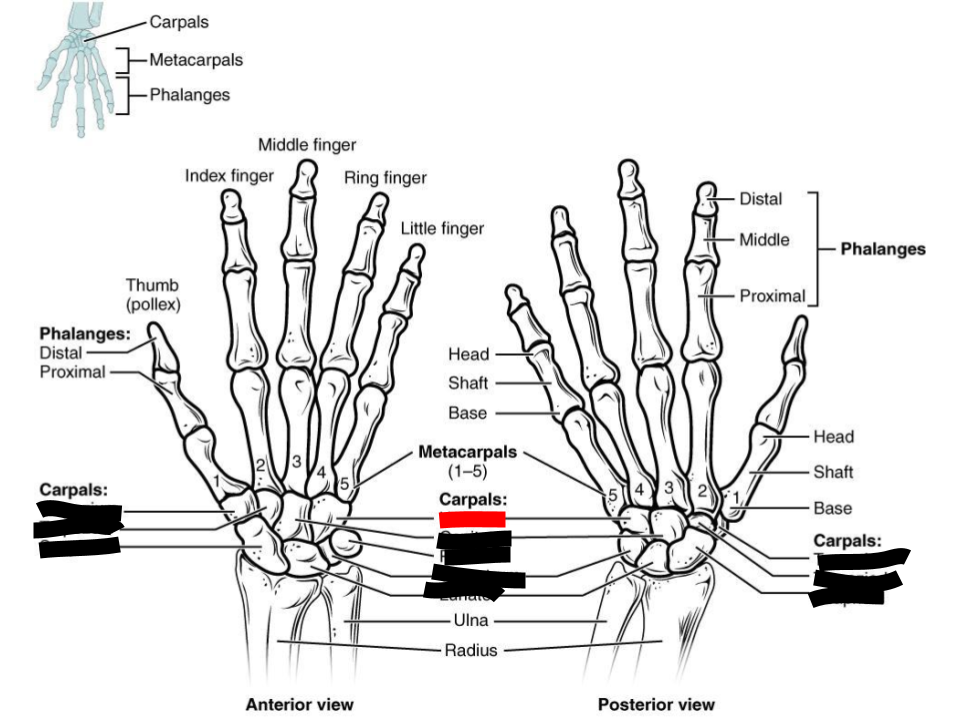 <p>carpals</p>