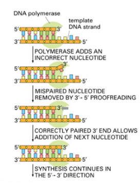 <p>3′ → 5′ exonuclease activity, which removes incorrectly paired nucleotides from the newly synthesized strand.</p>