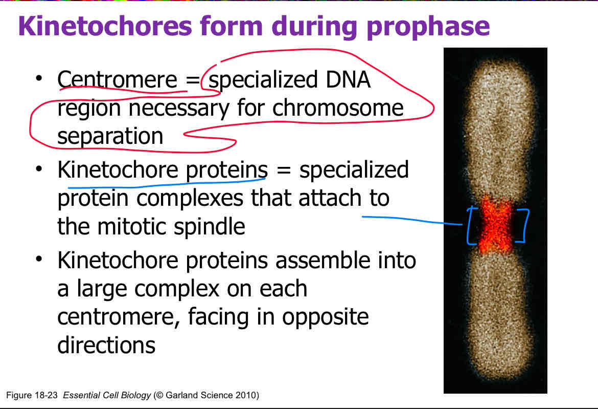 <p>Kinetochore (it is bi orientated meaning there’s 1 on each side of the centromere. It also serves as checkpoint to prevent chromosomal separation when chromatids unattached to kinetochore microtubules) </p><p>attach slide 12 </p>
