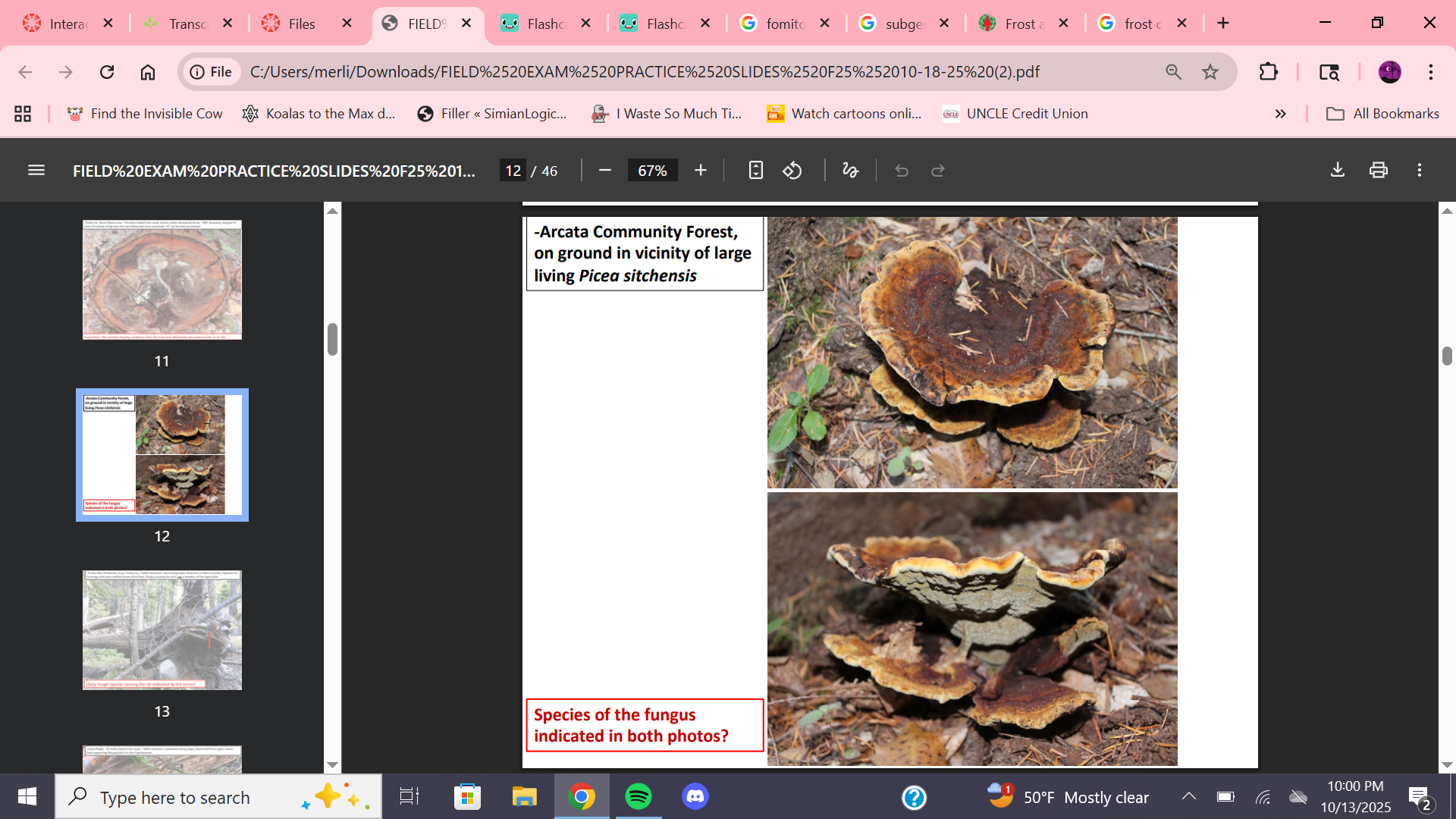 <p>Fungal species?</p>