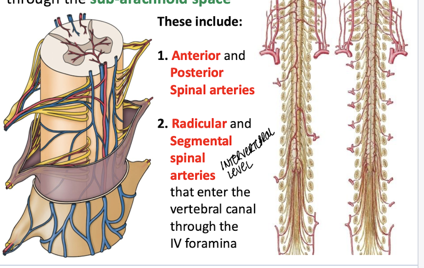 <p>anterior and posterior spinal arteries; </p><p>Radicular (nerve roots) and medullar spinal arteries (entering the spinal cord) that enter through the intervertebral foramina</p>