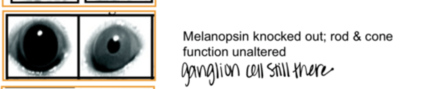 <p>Pupil Function in Mice with Melanopsin Knocked Out &amp; Rod/Cone Function Unaltered (Pic)</p>