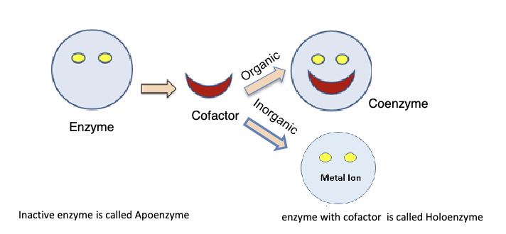 <p>Both act as a &quot;key&quot; to start the reaction, will bind and activate an enzyme (inactive enzyme, no cofactor/coenzyme, is a apoenzyme). Cofactors are inorganic (metals), coenzymes are organic. Enzyme with cofactor is a holoenzyme</p>