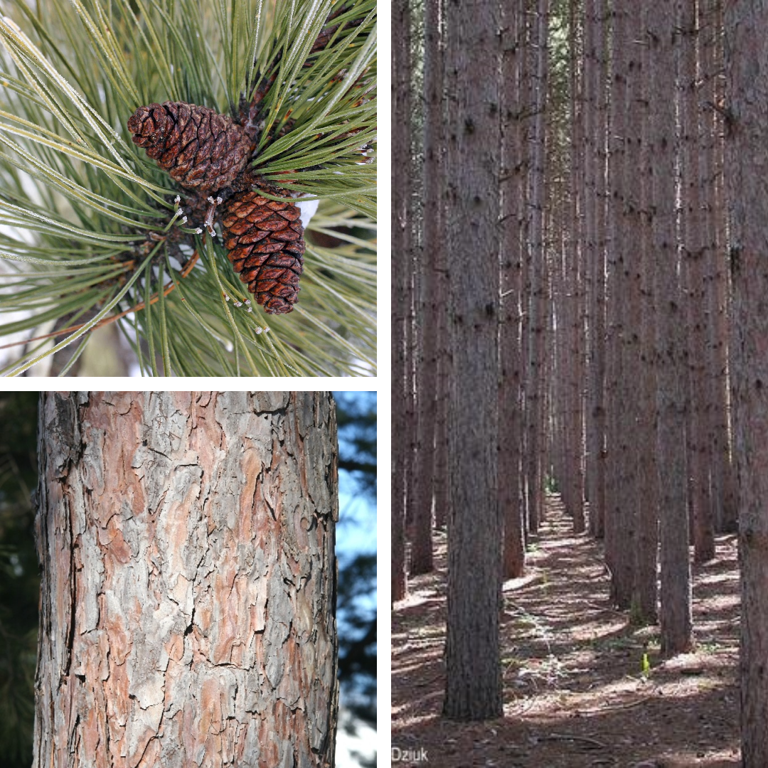 <p>Red Pine:</p><p>Needles in 2, clean snap, rounded small cones, red flaky bark</p>
